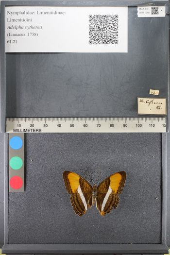 Media type: image;   Entomology 141068